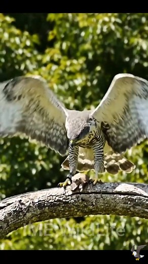 A Shikra Hawk Catches Bird Mid-Air | Predator vs Prey