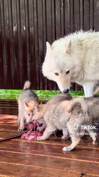 Mommy Cares for Wolf Cubs: A Heartwarming Moment