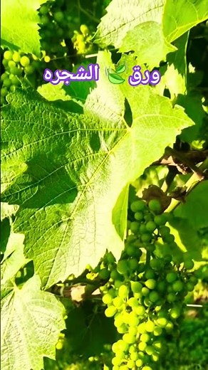 Scenes of tree leaves with Fairouz's morning songs