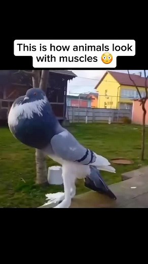 Muscular Animals: A Fascinating Look at Strength in Nature