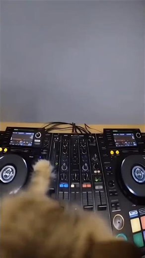 Cat DJ Drops Sick Beats for Feline Crowd 🎶🐱😂