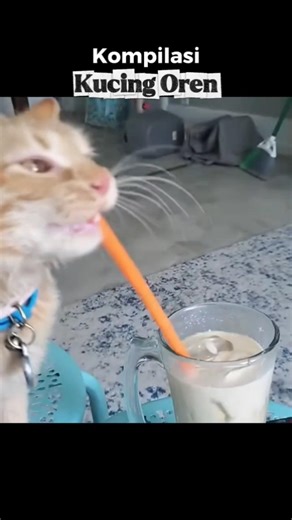 Kompilasi Kucing Oren Ngakak 😹