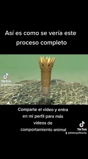 Ciclo de vida de las medusas