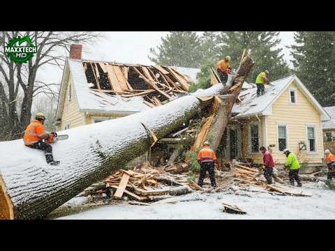 Idiots With Chainsaws: Tree Cutting Fails & Tree Falling on Houses Compilation #37