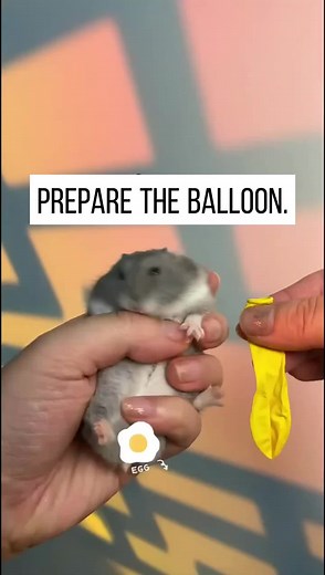 So funny #tiktok #foryou #hamsters #pet #cute #fyp