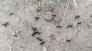 Black ants walking in line on the floor. The ants are looking food for bring back storage on nest. black ants colony walking in line. ants walking in slow motion. Beautiful 4K Video
