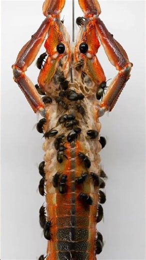 Shrimp Decomposition Time-Lapse | Nature’s Cleaning Process 🦐