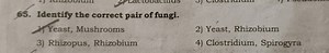 65. Identify the correct pair of fungi.2) Yeast, Mushrooms2) ... | Filo