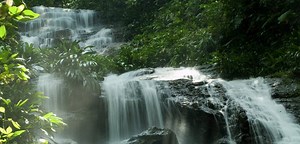 BirdLife International’s Forest Impact Accelerator