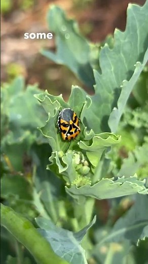 How to Get Rid of Harlequin Bugs in the Garden