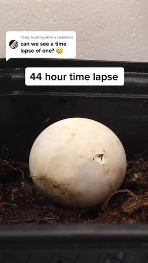Adorable Baby Marginated Tortoise Hatching!
