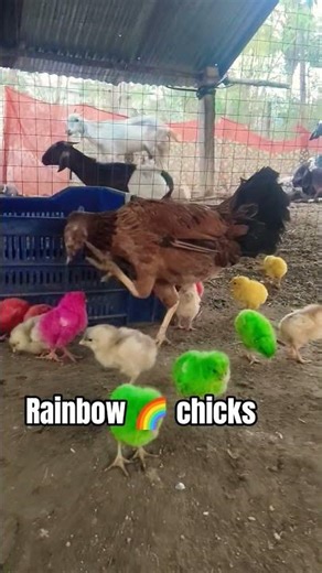 Rainbow Chicks? 🌈Meet the most colourful Flock on the Farm!