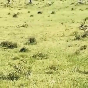 42K views · 32 reactions | Fierce battles in the wild | Animal Channel Videos | Facebook