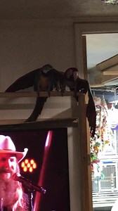 56 reactions · 6 comments | We watched the country music awards last night and the macaws all started dancing on this song. The part when Phoenix puts his wing around his best girl Zeus is just priceless. We hope you find some music to dance to as well and that everyone has a great night. - Brad | Ruffled Feathers | Facebook