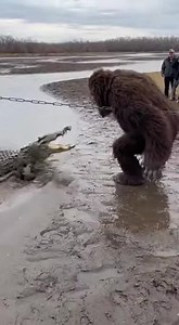 Bigfoot Open Ground on Reels