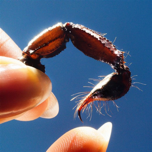 Squid : Cowards | Album review | Treble