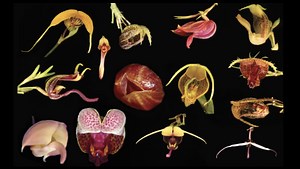 Orchids in the Andes