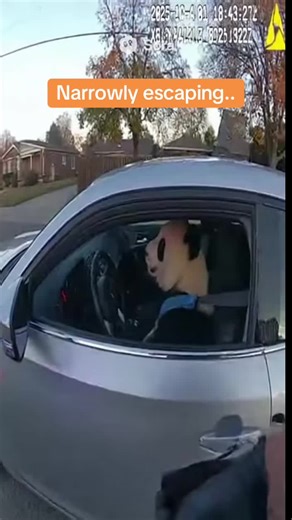 A panda driving and escaping a cop #panda