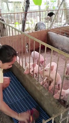 World’s Biggest Pig Caught on Camera! #BigPig #AnimalFacts #Viral