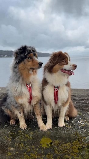 31K views · 2.8K reactions | Le berger australien, une race trop...