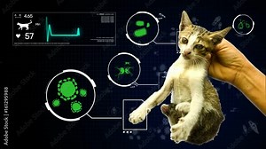 Animation of germ pathogen analysis from animal pet cat gifographic background for health biology education. Hand holding a cat with virus bacteria fungus parasites germ in pathology and health care