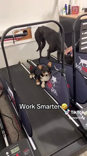 Corgi Attempts Treadmill Workout, Hilarious Fail