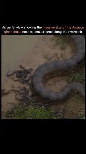 Size Comparison Between Giant Anaconda And Normal Snakes