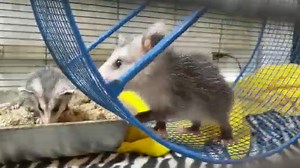 4.4K views · 464 reactions | Strut your stuff! These are the youngest...