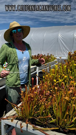 Did you know that Sarracenia rubra has two kinds of pitchers? The smaller, more flumpity, spring ones and the spectacular summer ones! www.californiacarnivores.com | California Carnivores