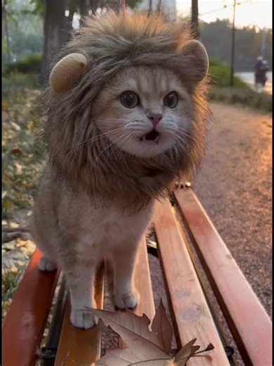 祝你永远都忘不了我🧡💛 #狮子wasabi #治愈系 #萌宠出道计划 #可爱到爆炸💥 #金渐层 #fyp #pet