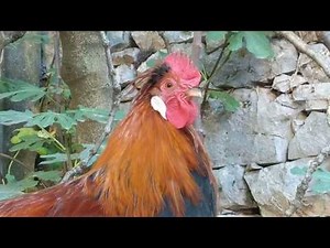 Alarm Ringtone for Heavy Sleepers - Rooster Crowing in the Morning