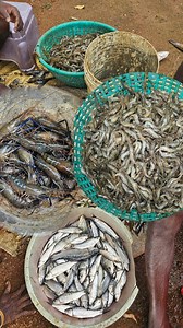 ഇന്ന് കിട്ടിയ മീൻ തിരിയൽ |Earth Lovers Media|Real life vlog | EARTH Lovers MEDIA