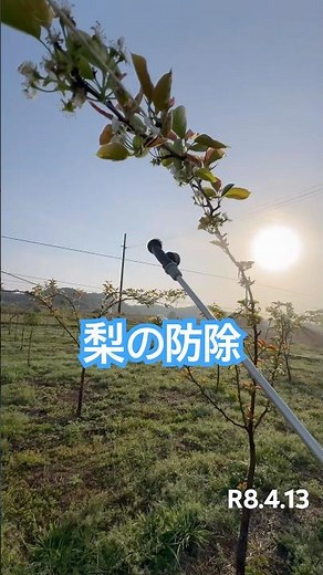 Pear pest control #Delan Flowable #Diazinon #Hinode Farm