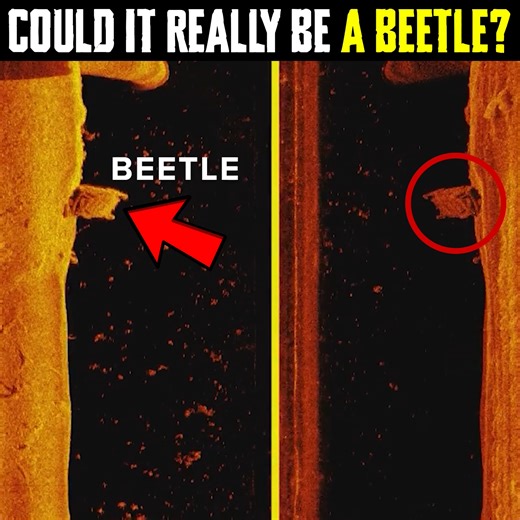 17K views · 263 reactions | Sunken for Half a Century! 勞 | Wrecked & Recovered | Facebook