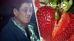 Strawberry contamination: police arrest and charge QLD woman for the original contamination