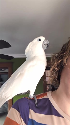 Spring weather is crazy in Ohio #furbythebirb #cold #weather #outside #parrot