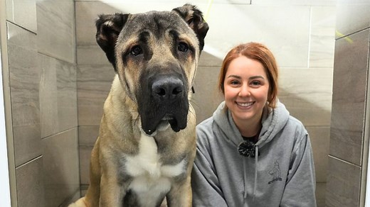 One of the most MASSIVE dogs I've ever met | The incredible Turkish Boz Shepherd | Girl With The Dogs