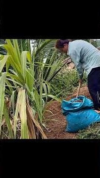 Single Mom Brings Natural Fertilizer to Prepare Land for Cultivation | Village Life#SingleMom