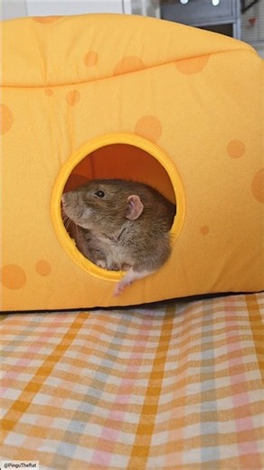 Rats in cheese 🧀 🐀