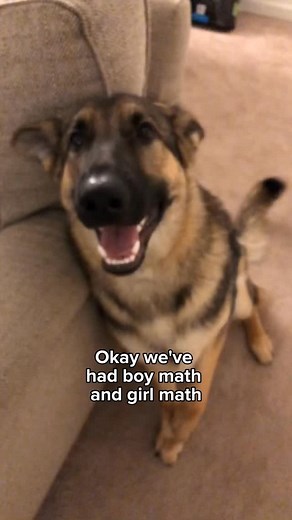 Benson is very good at math 🤣 #germanshepherd #gsd | Best Boy Benson