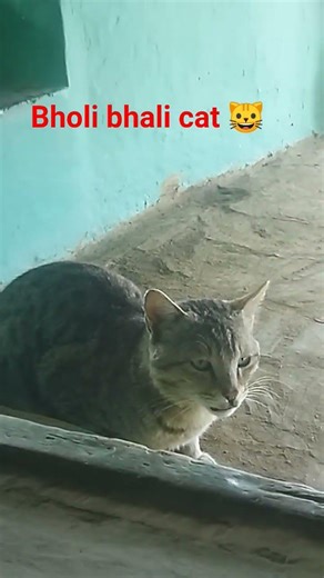 #shortsvideo #bholi 🐱