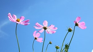 Flowers Blue Sky Beautiful Day Stock Footage Video (100% Royalty-free) 35034769 | Shutterstock