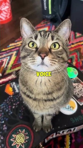 5 Easy Ways to Make a Stray Cat Trust You 🐱❤️