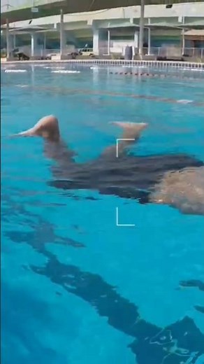 How to Swim Breaststroke – Focus on the Leg Kick