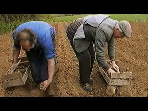 Potatoes being planted in Ireland the old way!
