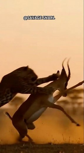 Sunset strike: Leopard hunts antelope at dusk 🐆🌄 #LeopardHunt