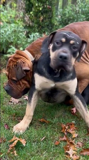 Boerboel Male Stud Instinct Full Throttle