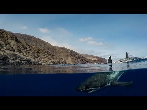 Great White Shark Dive | Islander | Guadalupe Island
