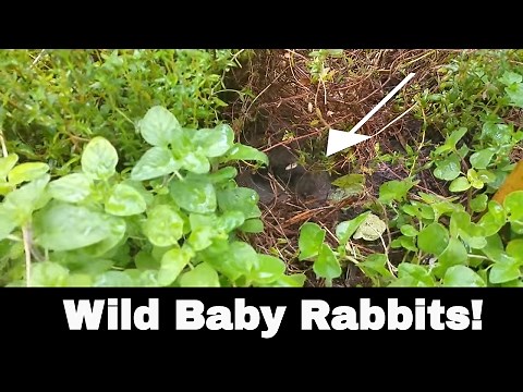 I Found Wild Baby Rabbits in My Yard!
