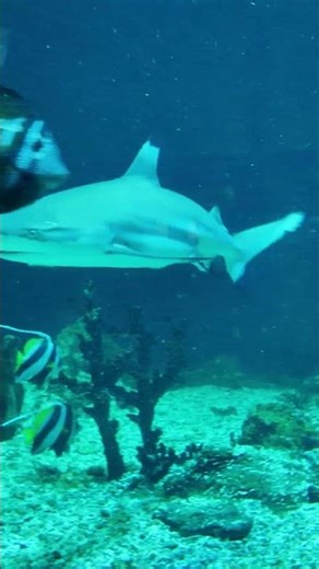 Cápák - Haus des Meeres Wien